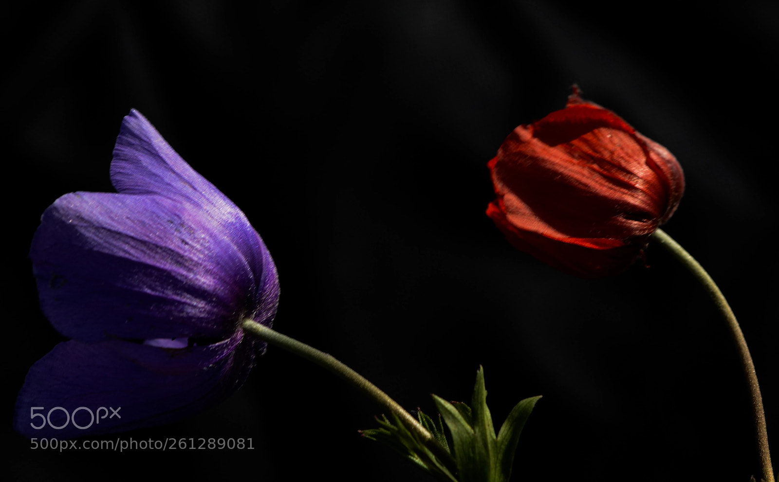 Nikon D7100 sample photo. Anemon photography