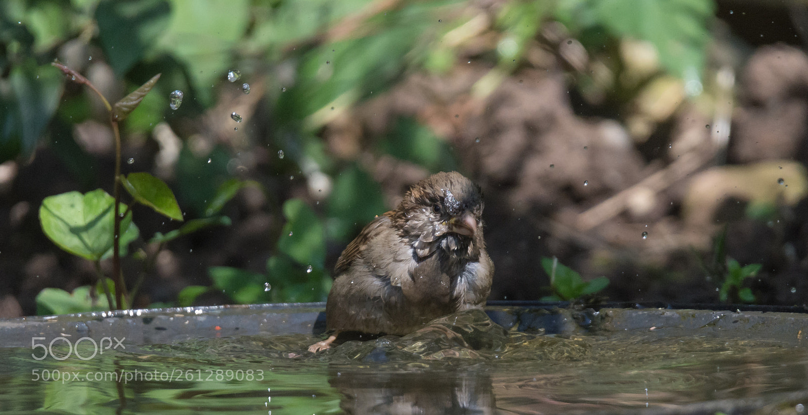 Nikon D7200 sample photo. Bath time photography