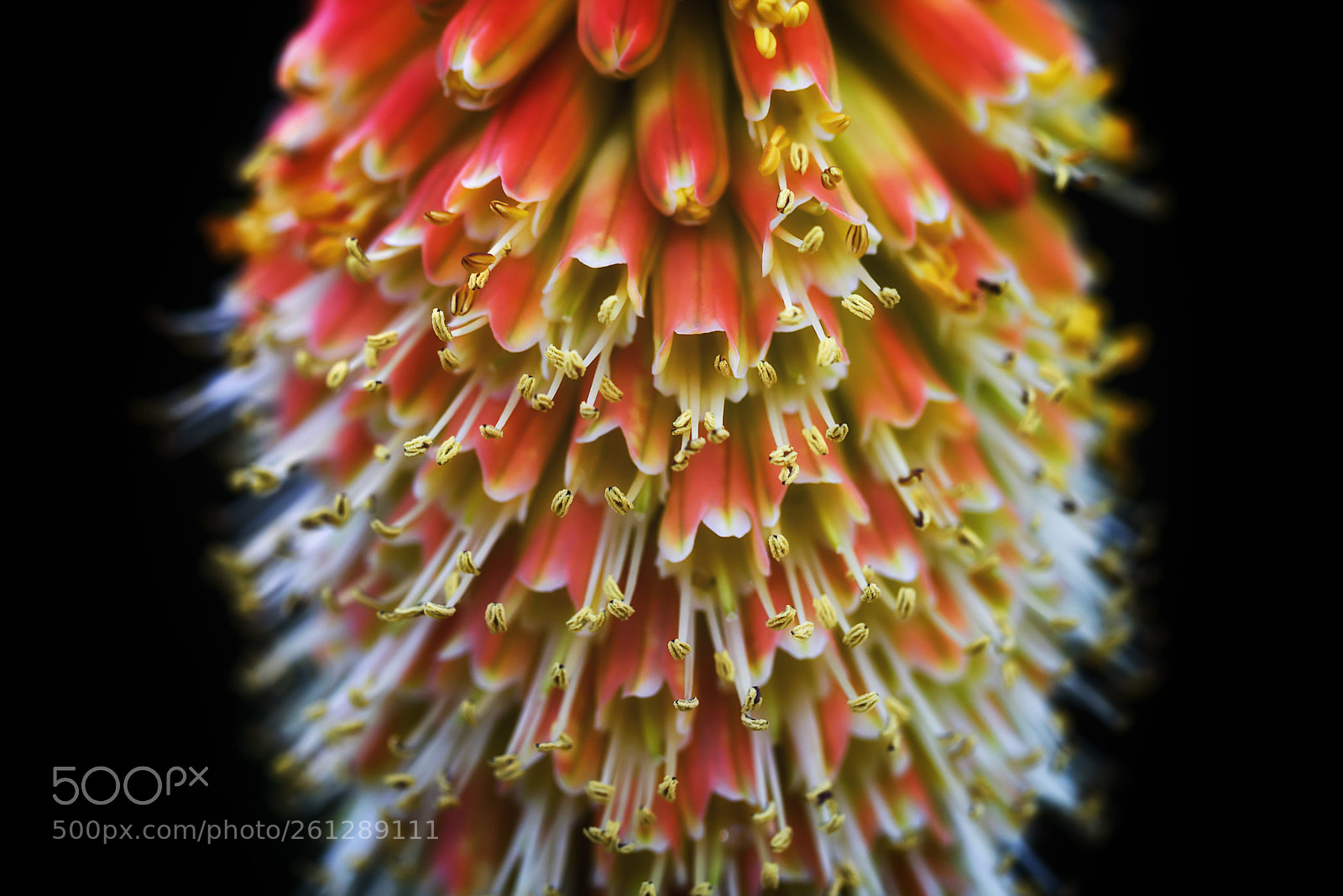 Nikon D750 sample photo. Flower photography