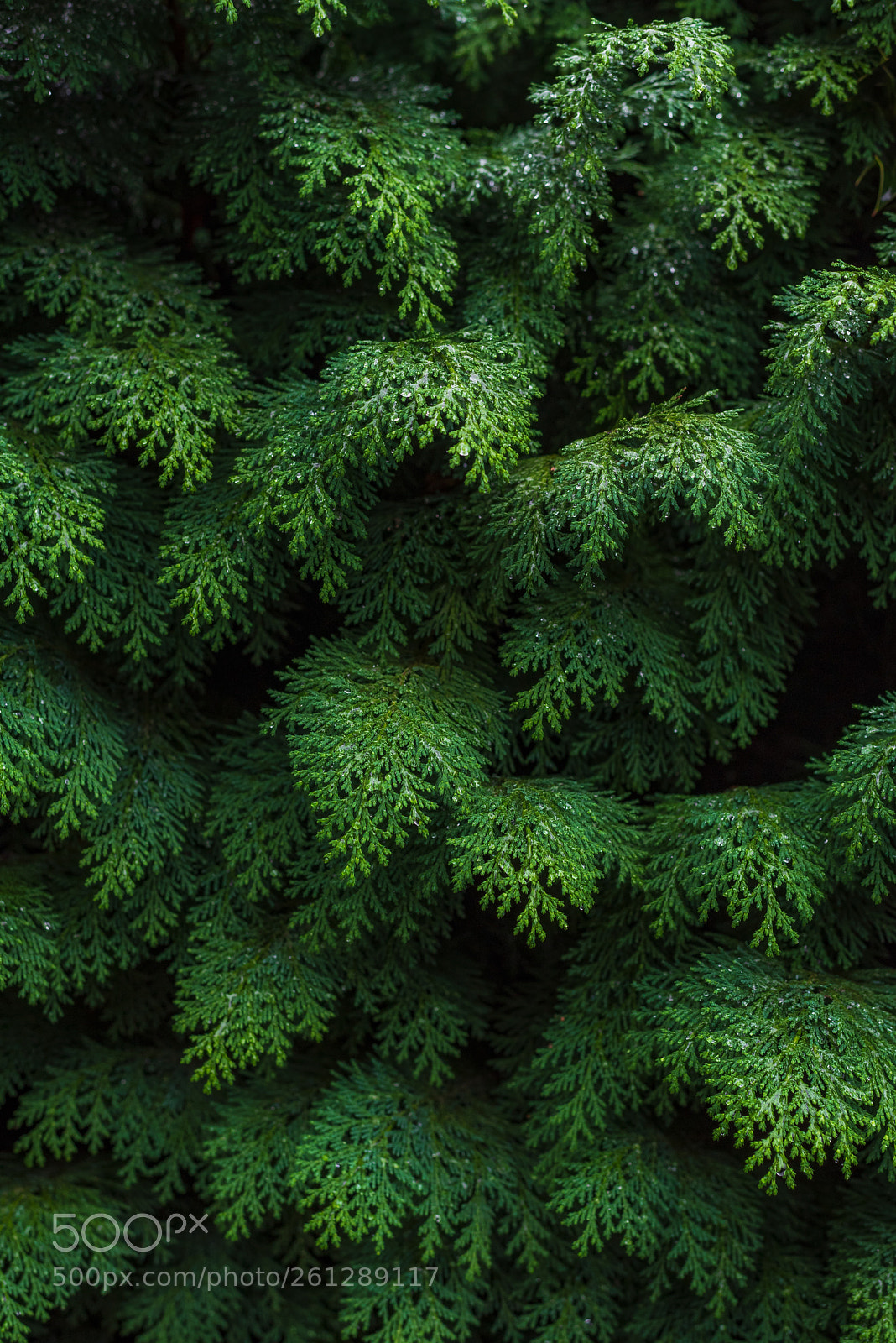 Nikon D750 sample photo. Random shrub photography