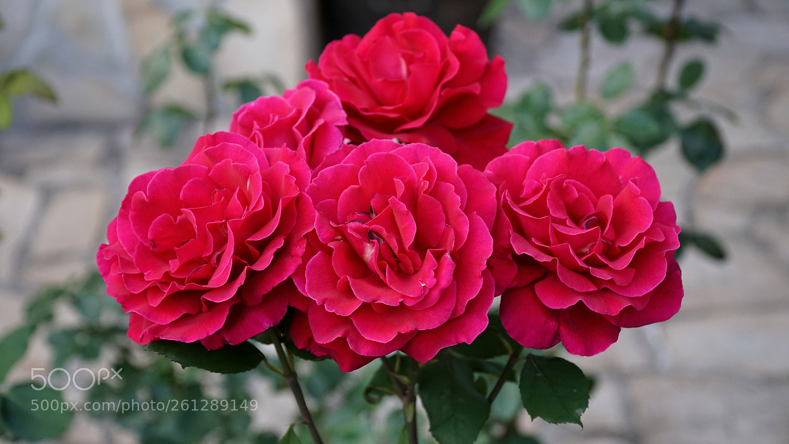 Sony a6300 sample photo. Roses 3 photography