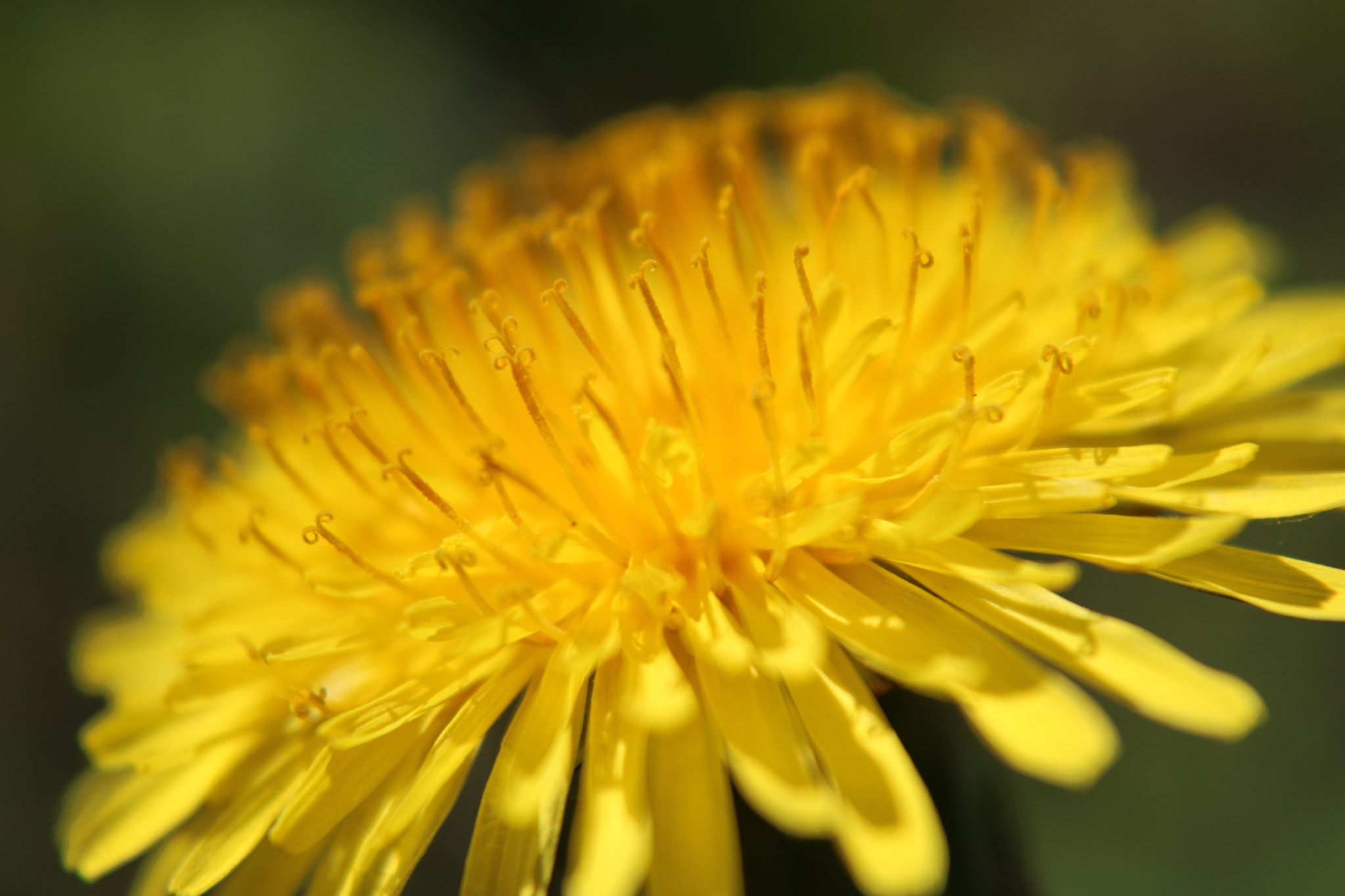 Canon EOS 750D (EOS Rebel T6i / EOS Kiss X8i) sample photo. Dandelion photography