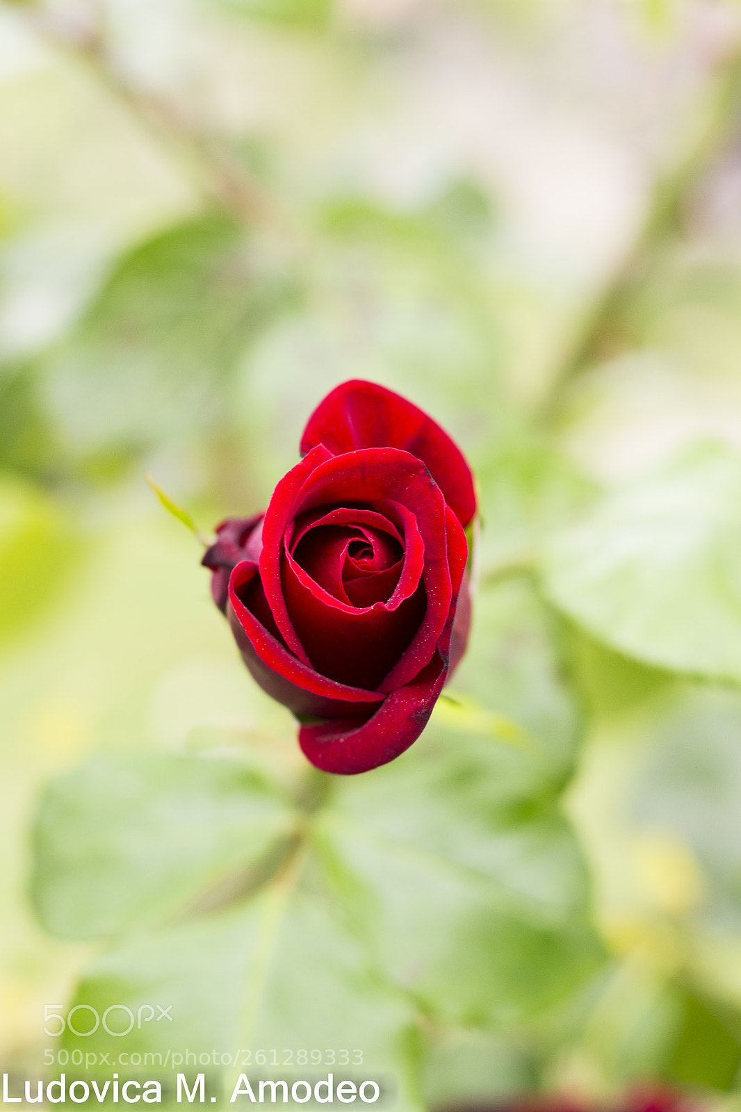 Nikon D3100 sample photo. Rose photography