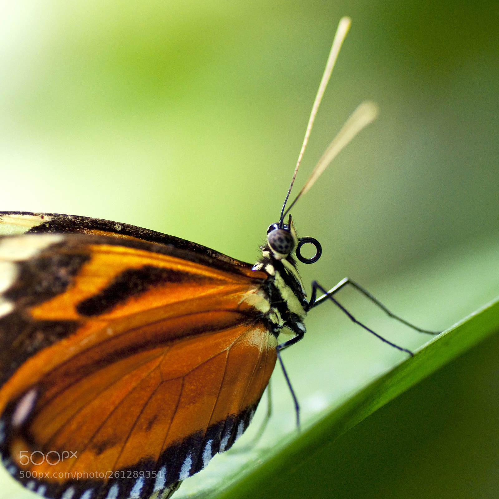Nikon D90 sample photo. Butterfly photography