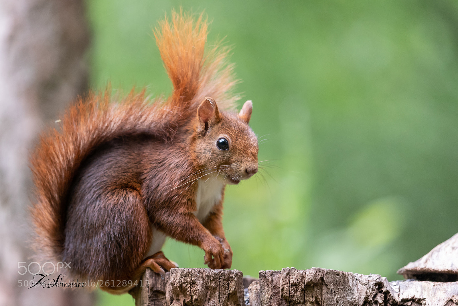 Canon EOS-1D X Mark II sample photo. Squirrel laughing up one's photography