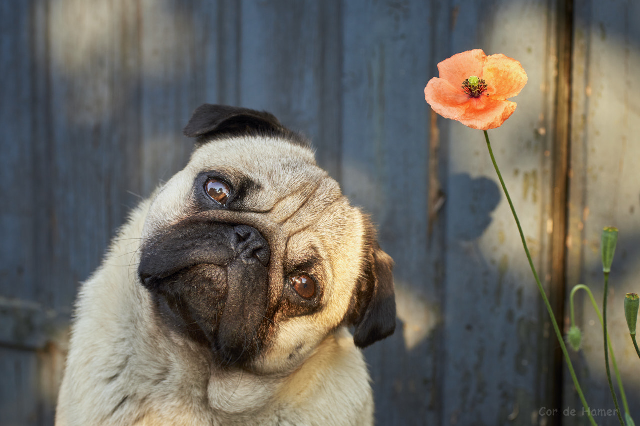 Sony a99 II sample photo. Puppy with a poppy photography