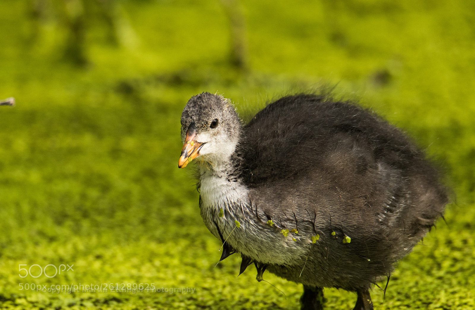 Canon EOS 7D Mark II sample photo. Black coot fulica atra photography