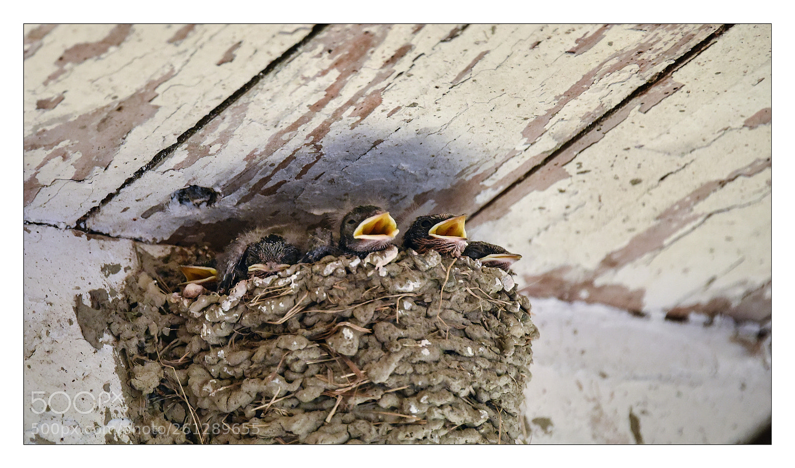 Nikon D810 sample photo. R photography