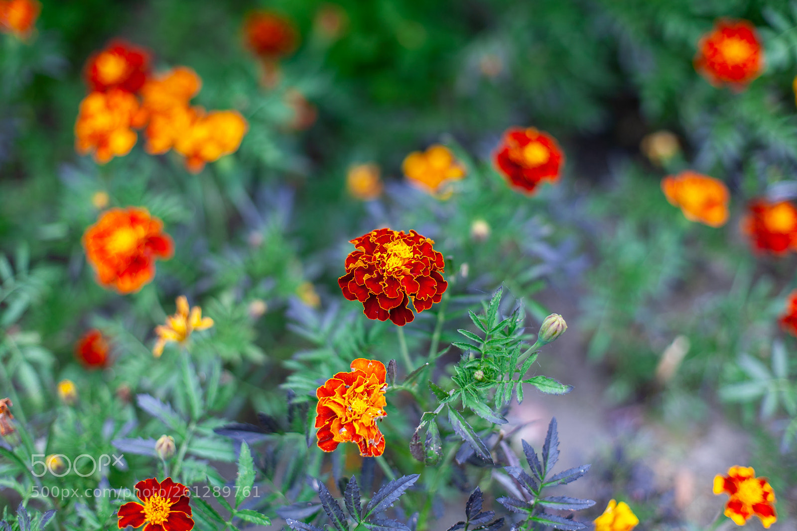 Canon EOS 5D sample photo. Marigolds photography