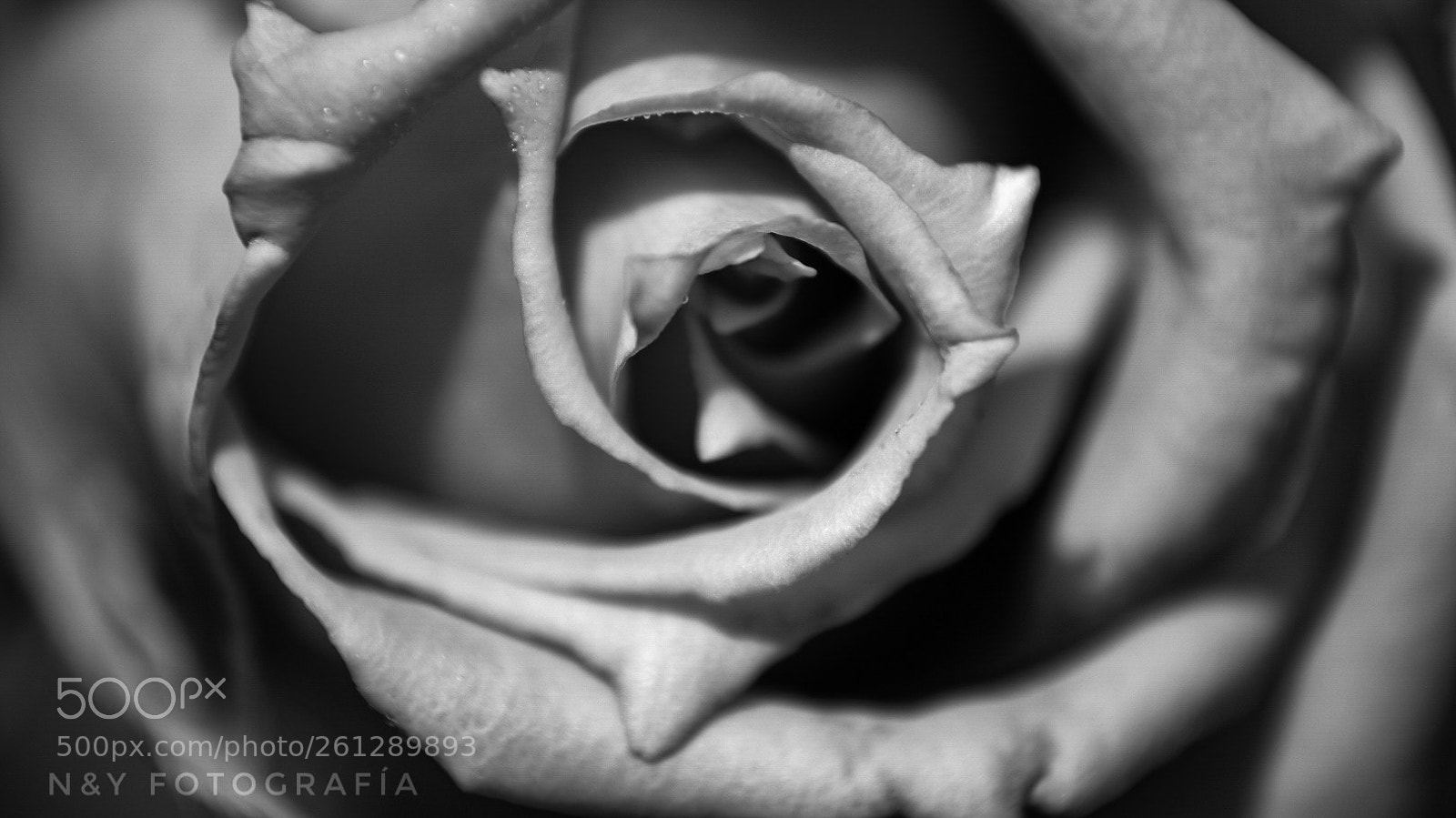 Nikon D7200 sample photo. B&w rose photography