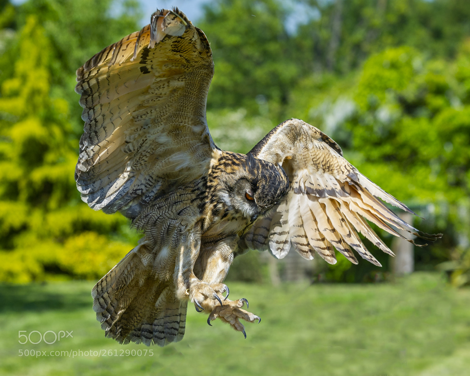 Nikon D3S sample photo. Eagle owl photography