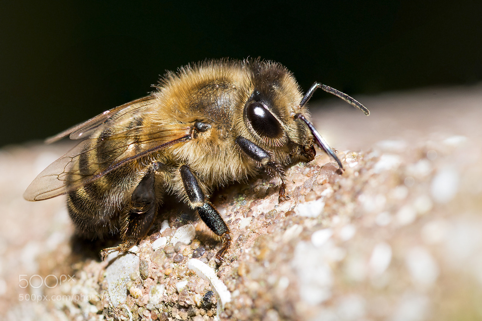 Nikon D610 sample photo. Resting bee photography