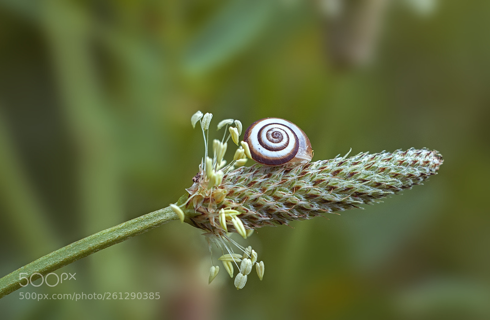 Nikon D300 sample photo. The snail's dream. photography
