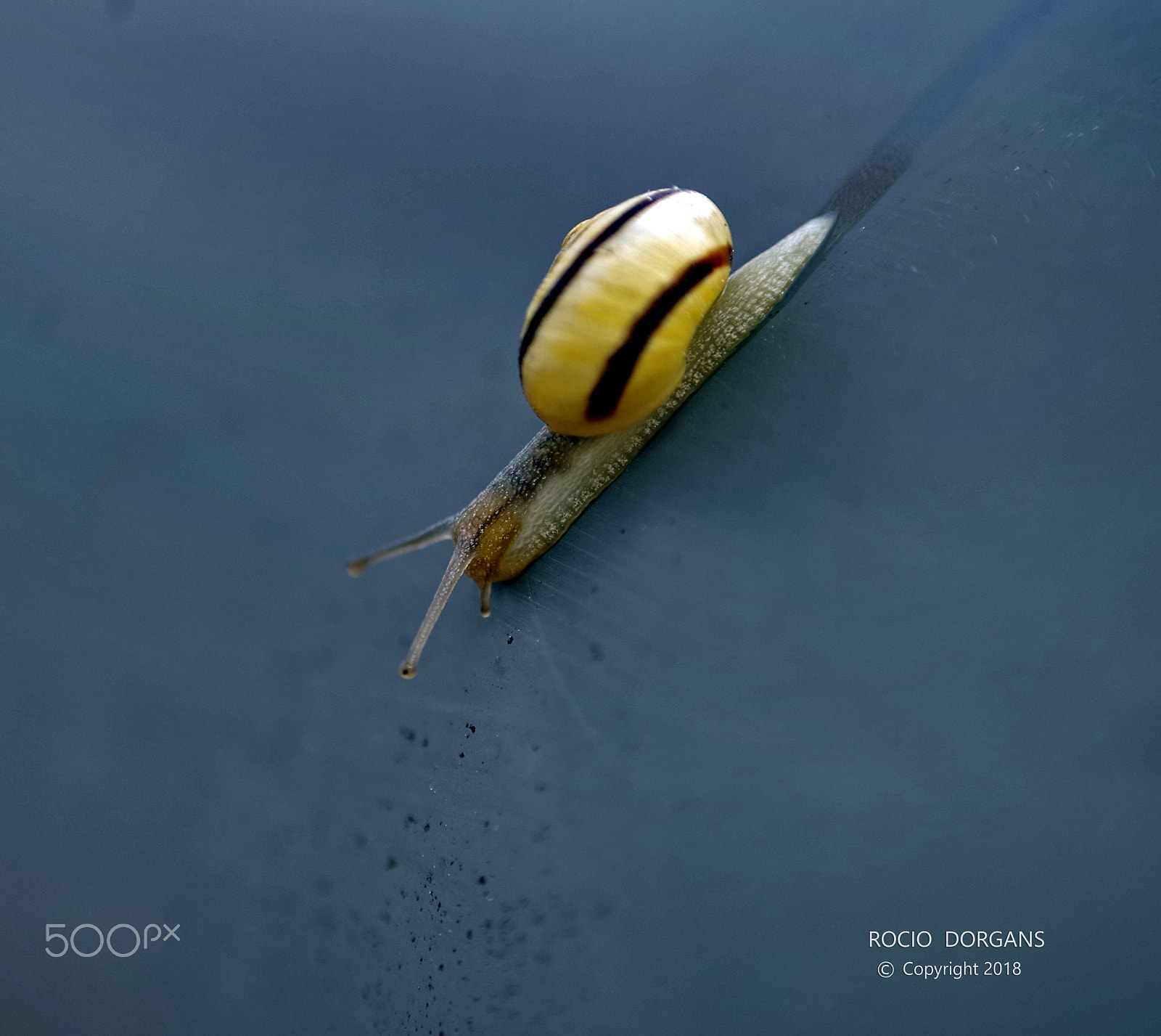 smc PENTAX-DA L 50-200mm F4-5.6 ED sample photo. Snail photography