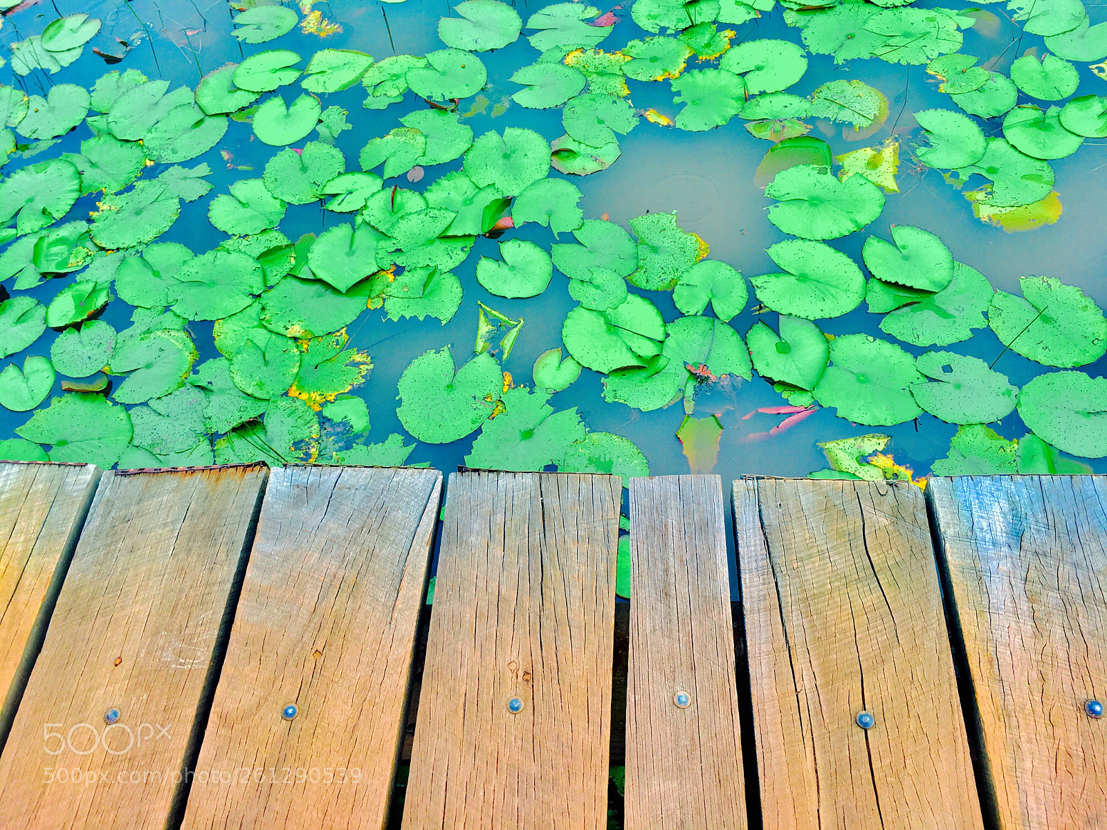 Apple iPhone 6s sample photo. Wetland park photography