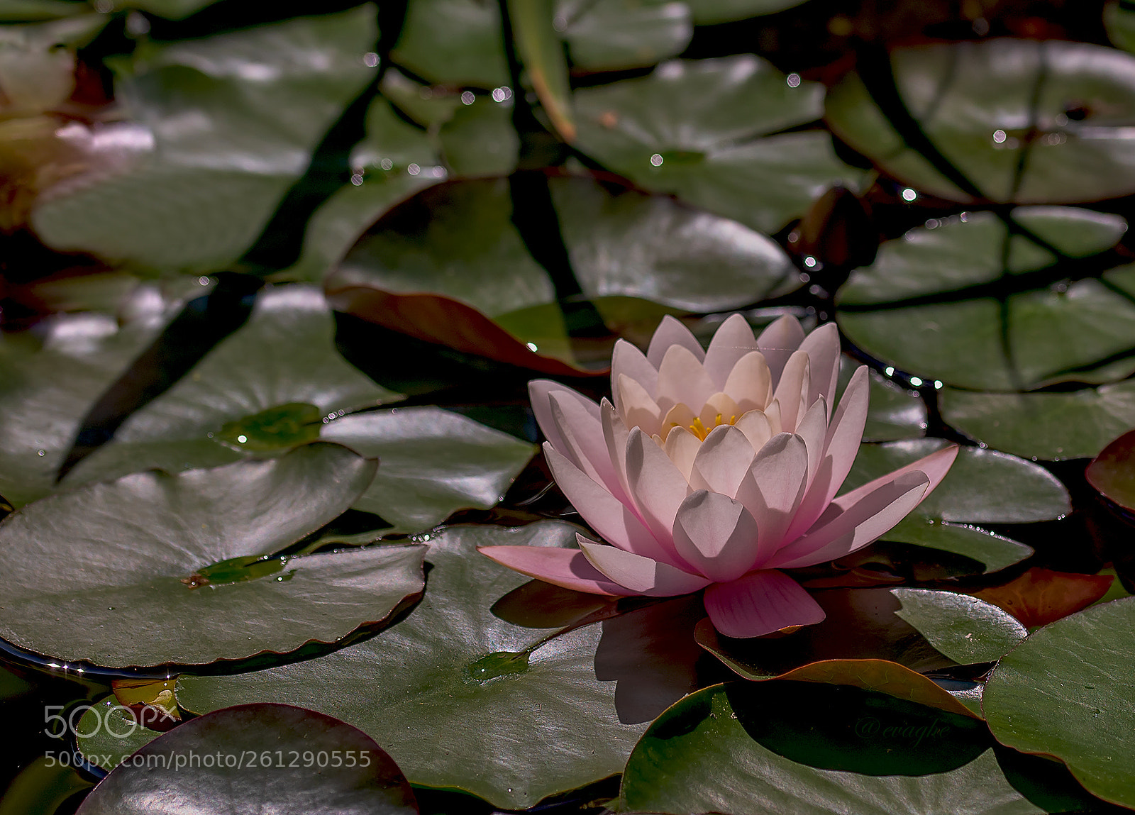 Nikon D610 sample photo. Ninfea hanbury photography