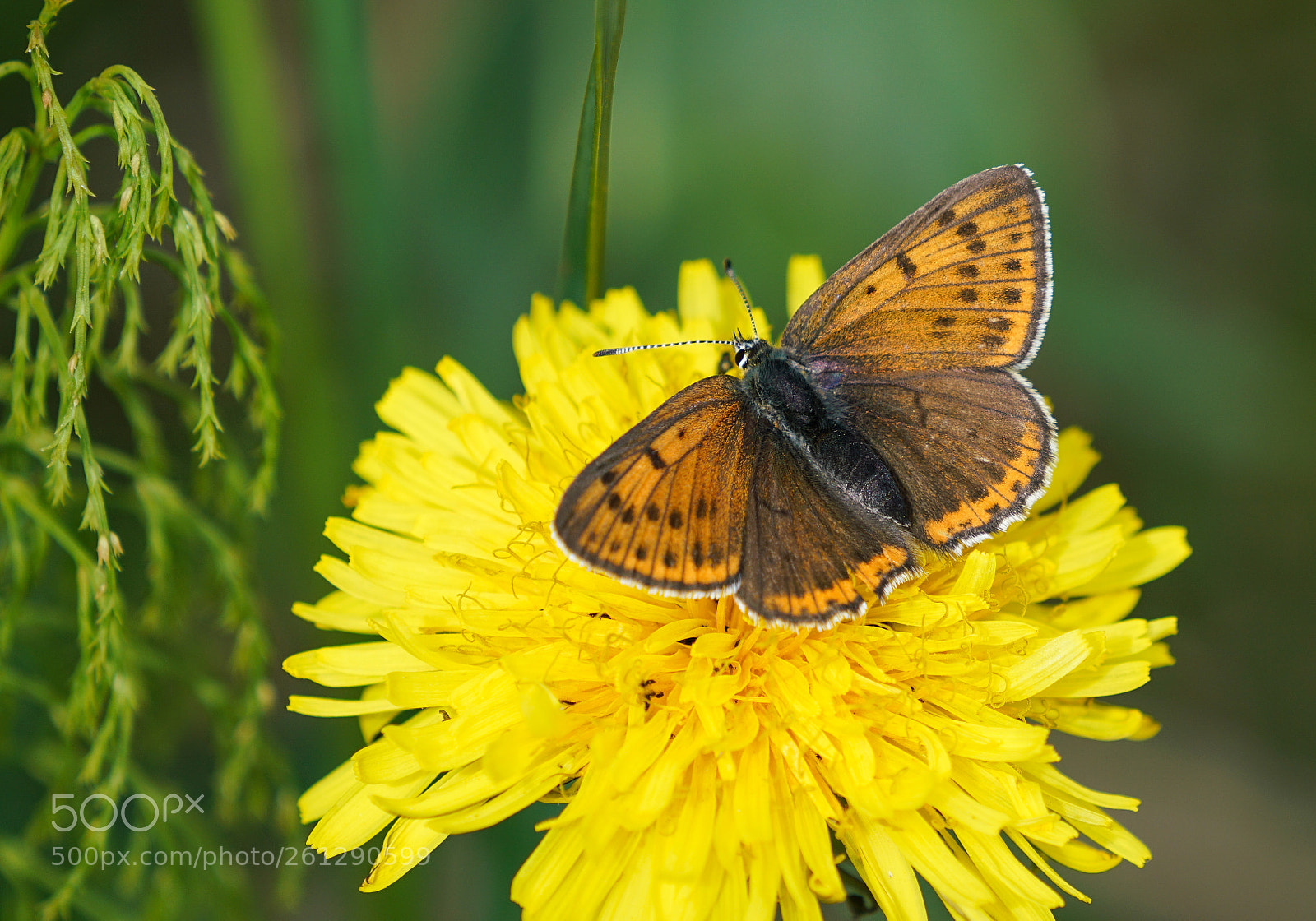 Sony a7R II sample photo. Purple-edged copper photography