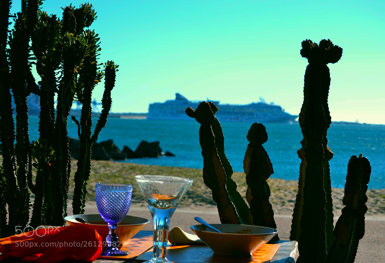 Nikon D3100 sample photo. Cactus photography