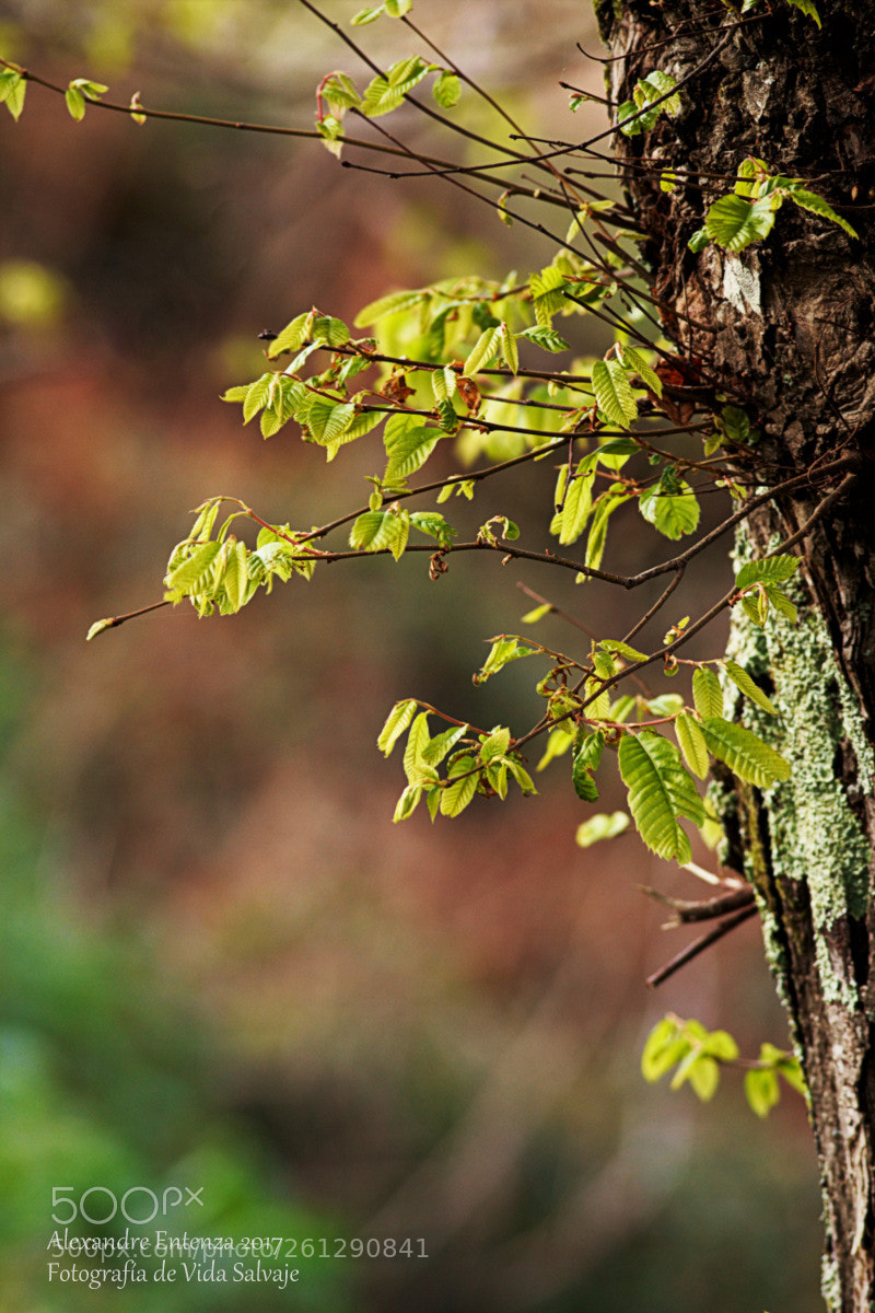 Canon EOS 7D sample photo. Untitled photography