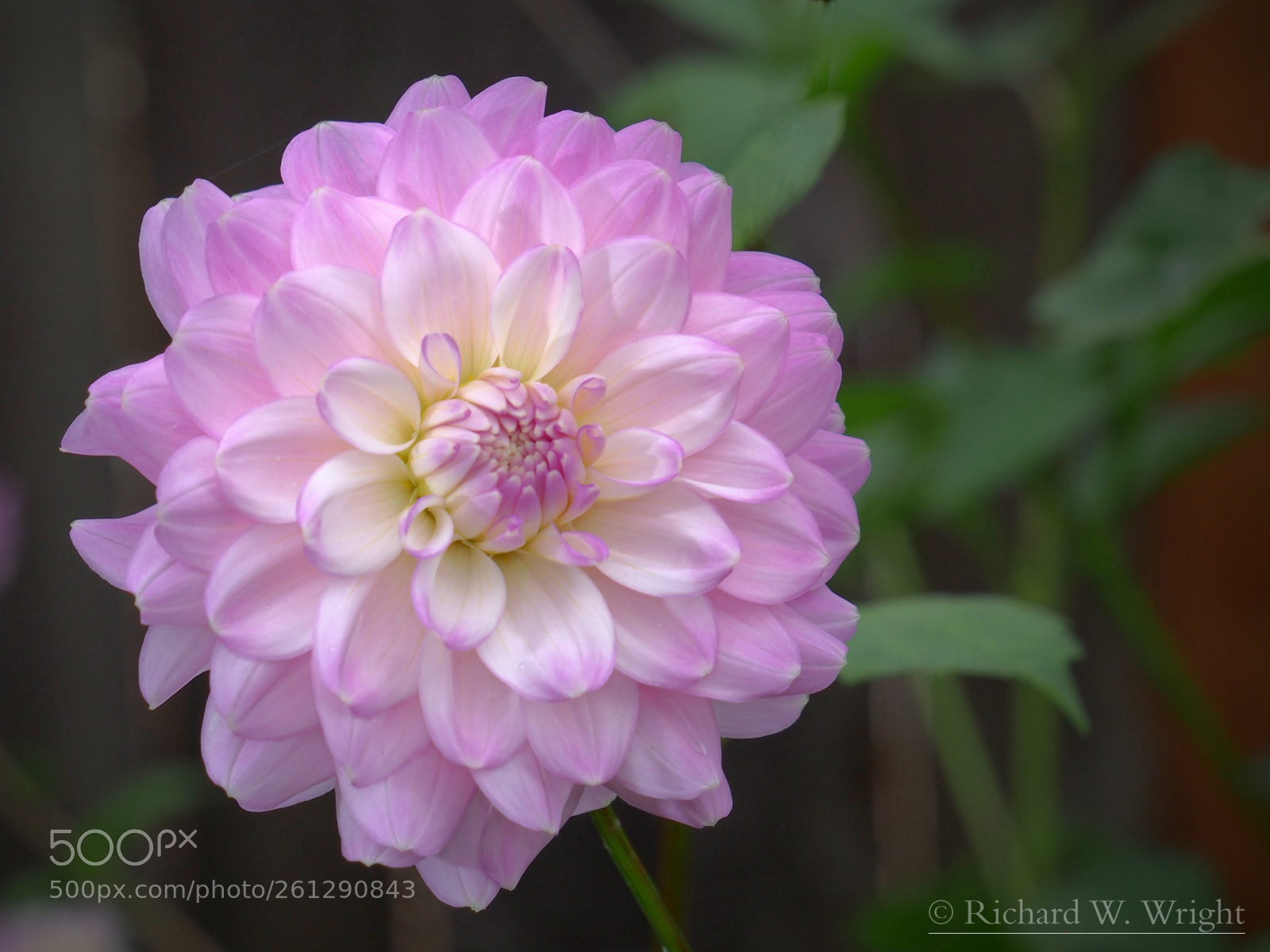 Olympus OM-D E-M5 sample photo. Dahlia photography
