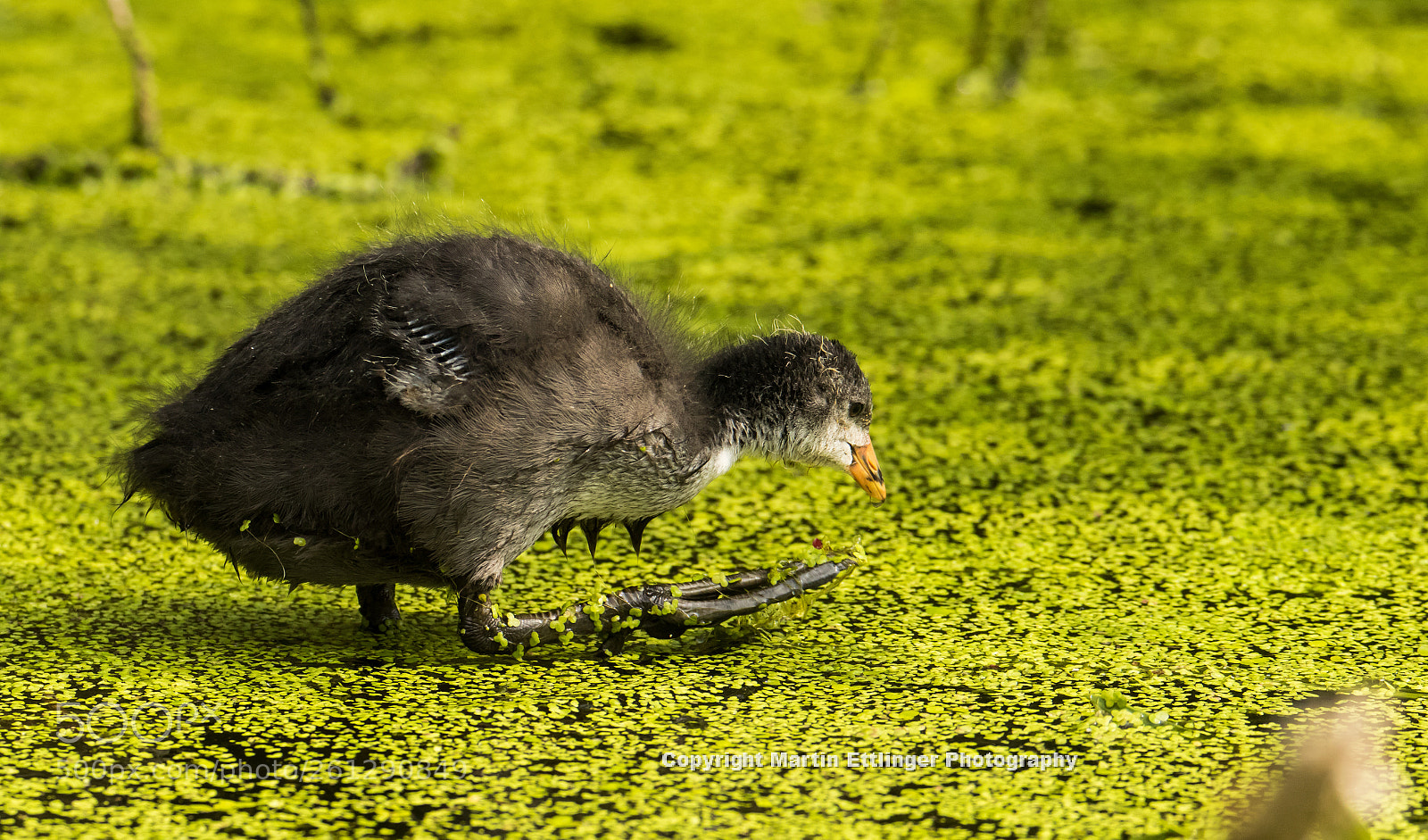 Canon EOS 7D Mark II sample photo. Black coot fulica atra photography
