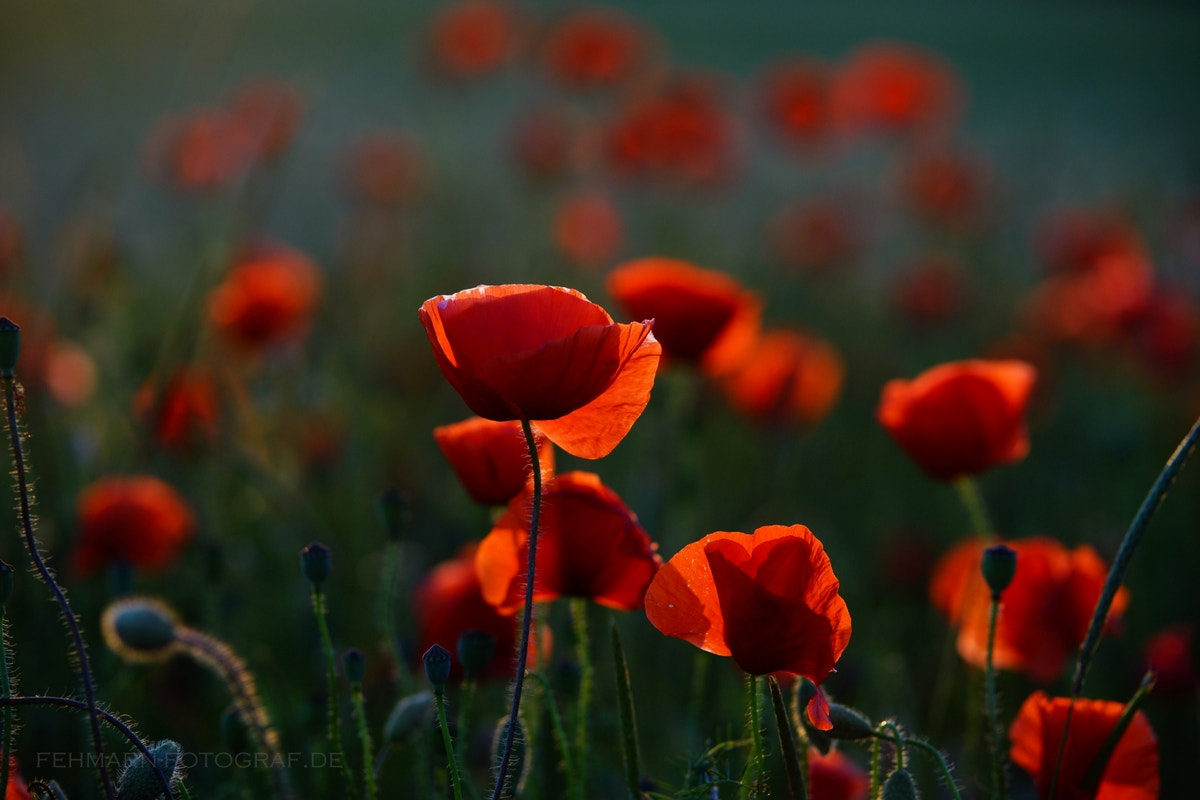 Sony a99 II sample photo. Poppy 2 photography