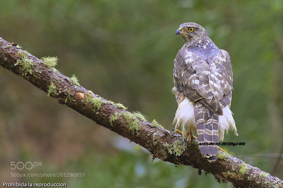 Canon EOS 7D sample photo. Untitled photography