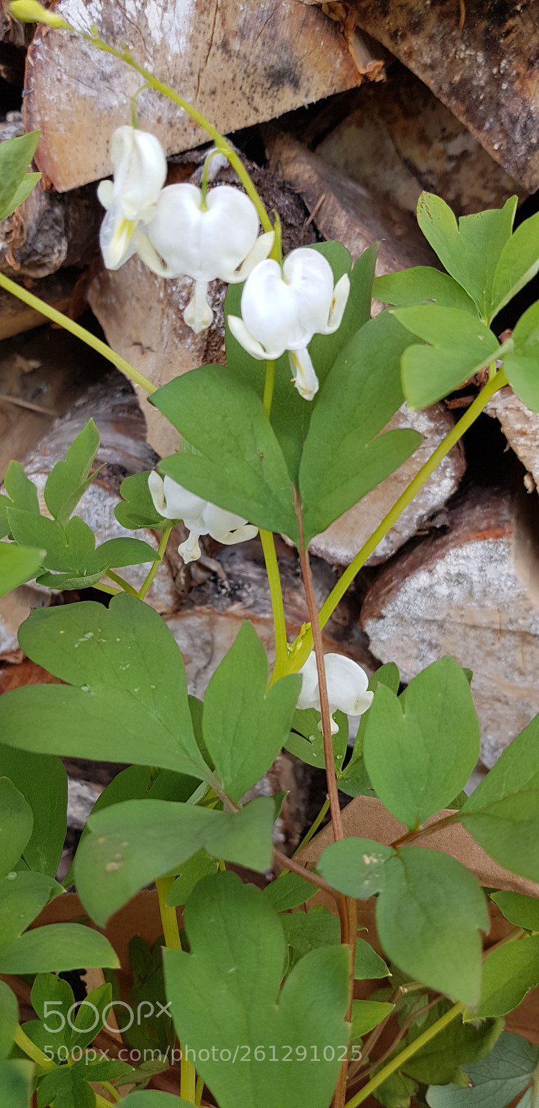 Samsung Galaxy S8 sample photo. Løytnantshjerte(bleeding heart) photography