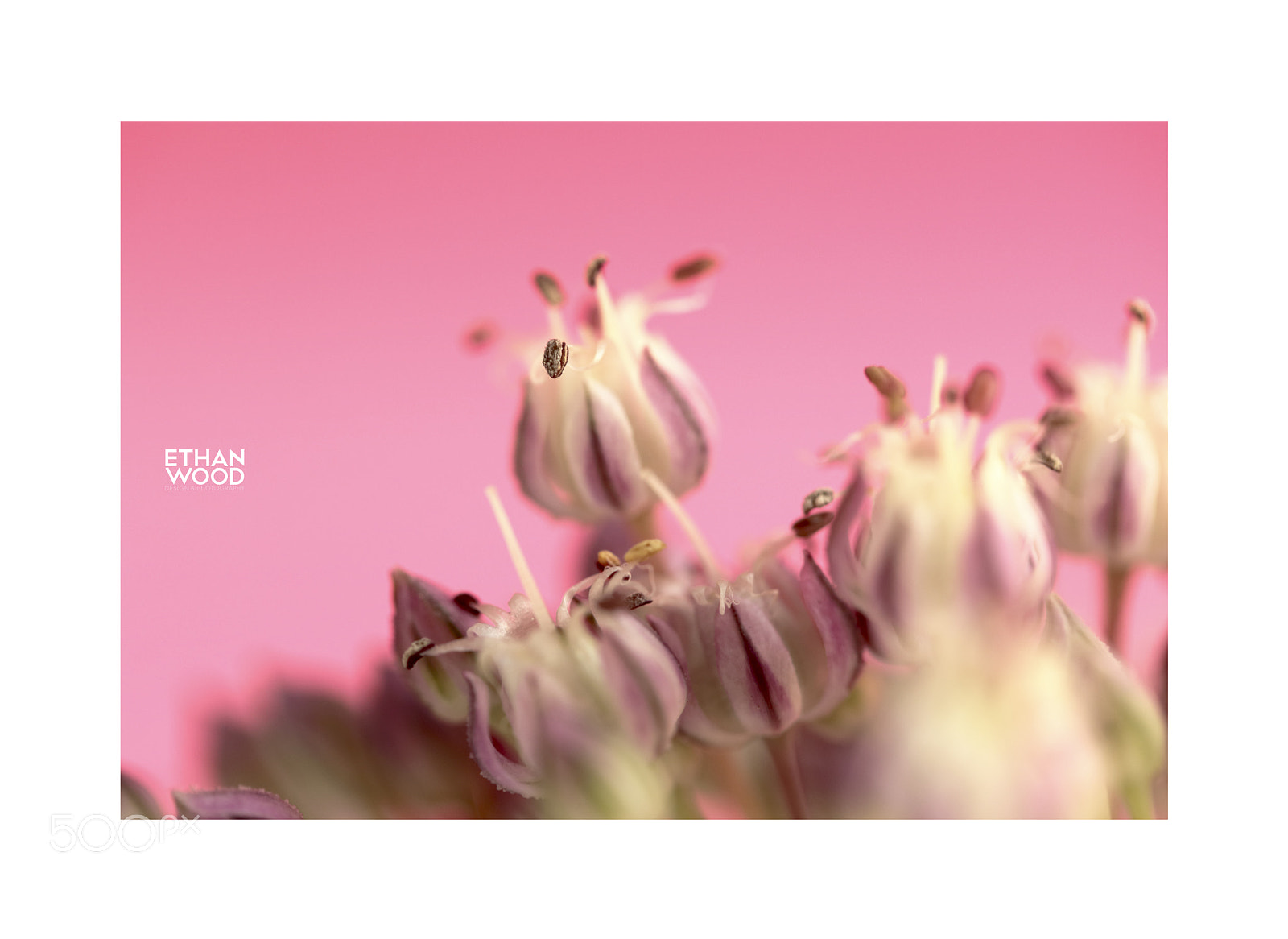 Canon EOS 80D sample photo. Macro photography