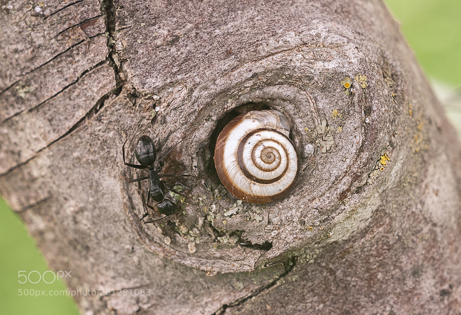 Nikon D300 sample photo. Hormiga y caracol photography