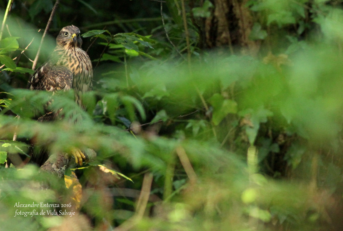 Canon EF 400mm F5.6L USM sample photo