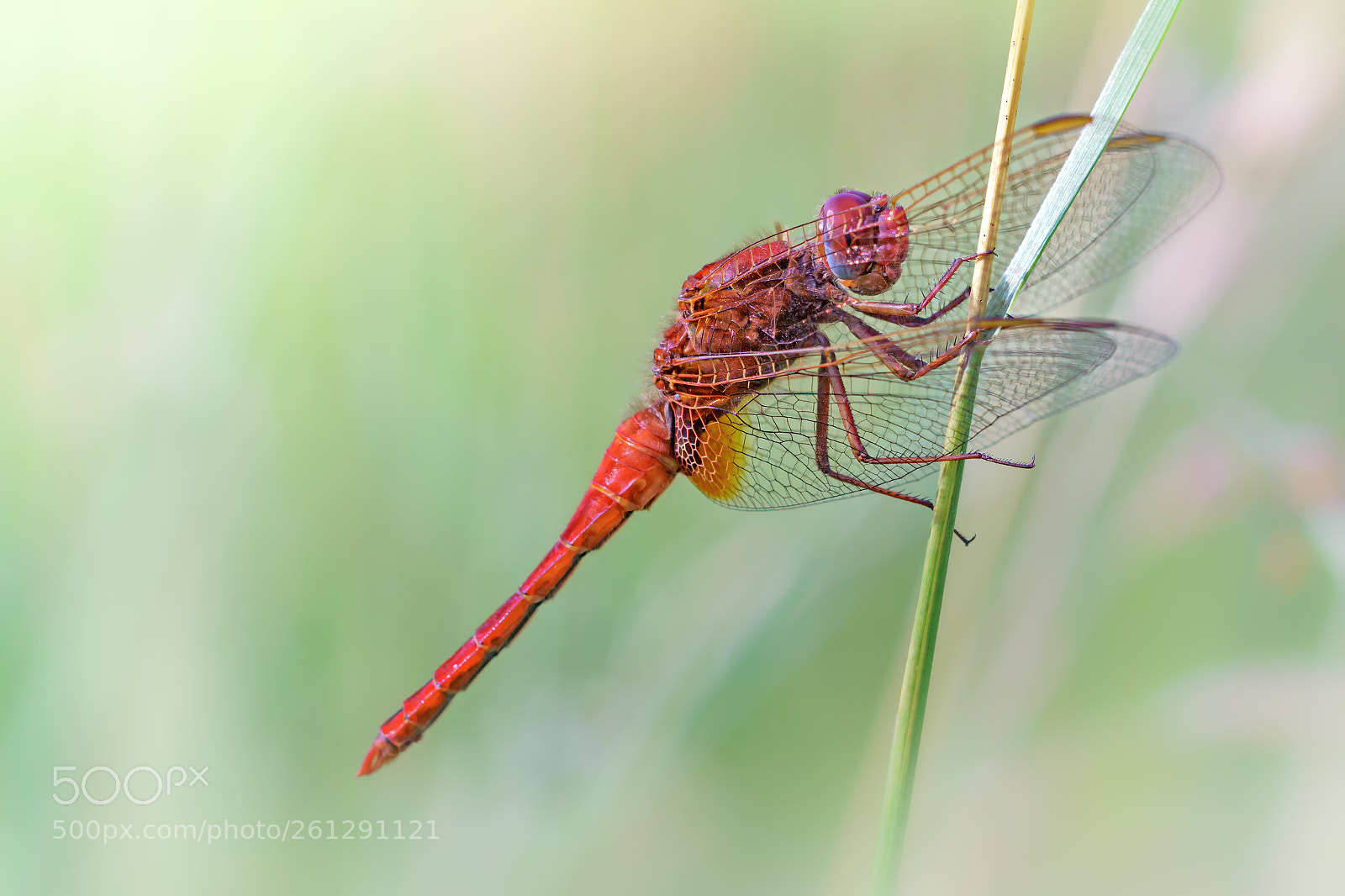 Sony a6500 sample photo. Red dragonfly photography