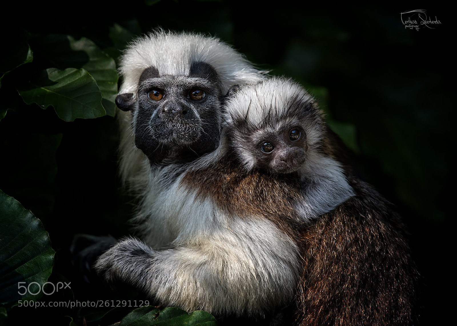 Nikon D750 sample photo. The cotton-top tamarin saguinus photography
