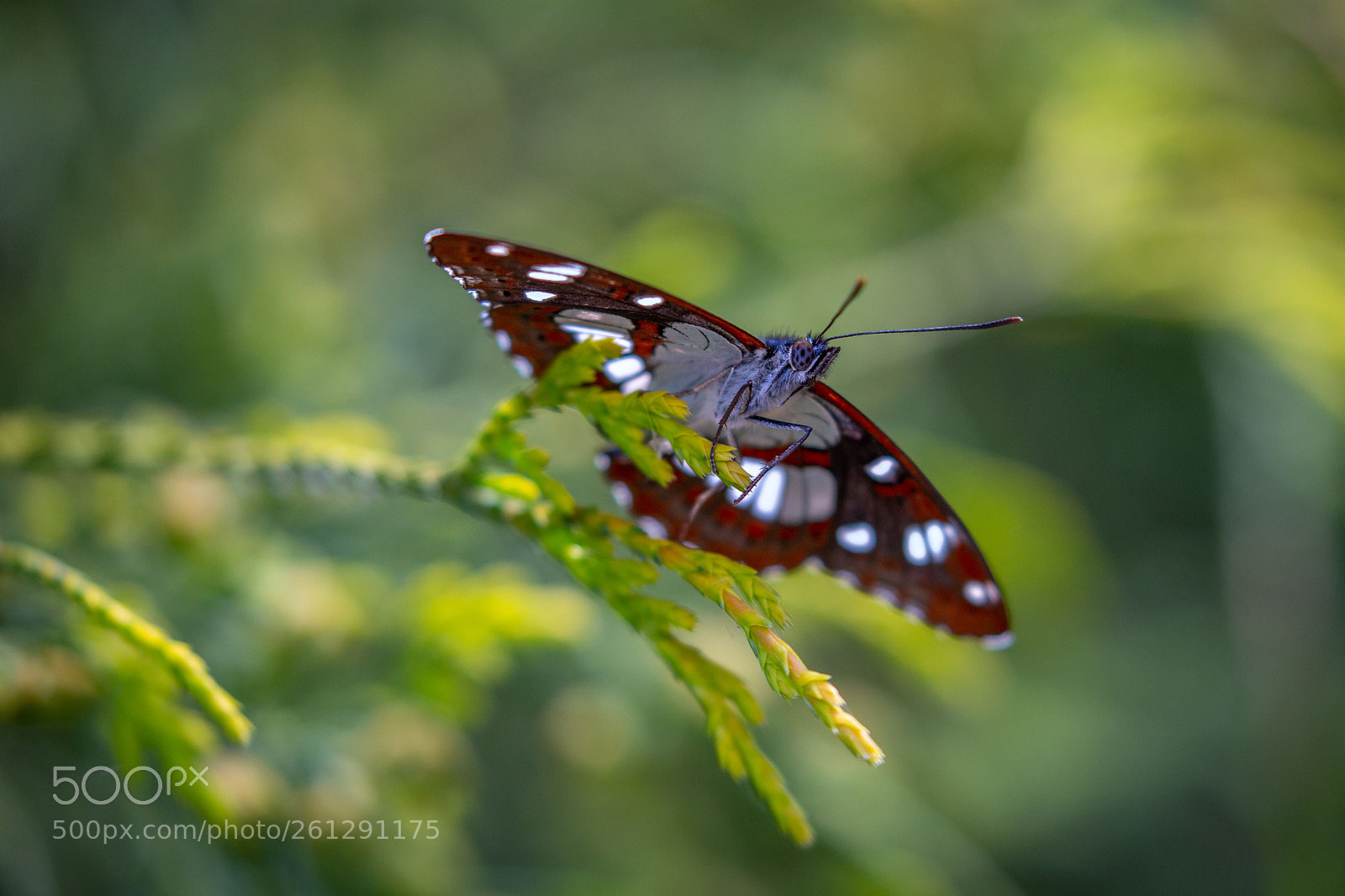 Canon EOS 6D sample photo. Butterfly photography