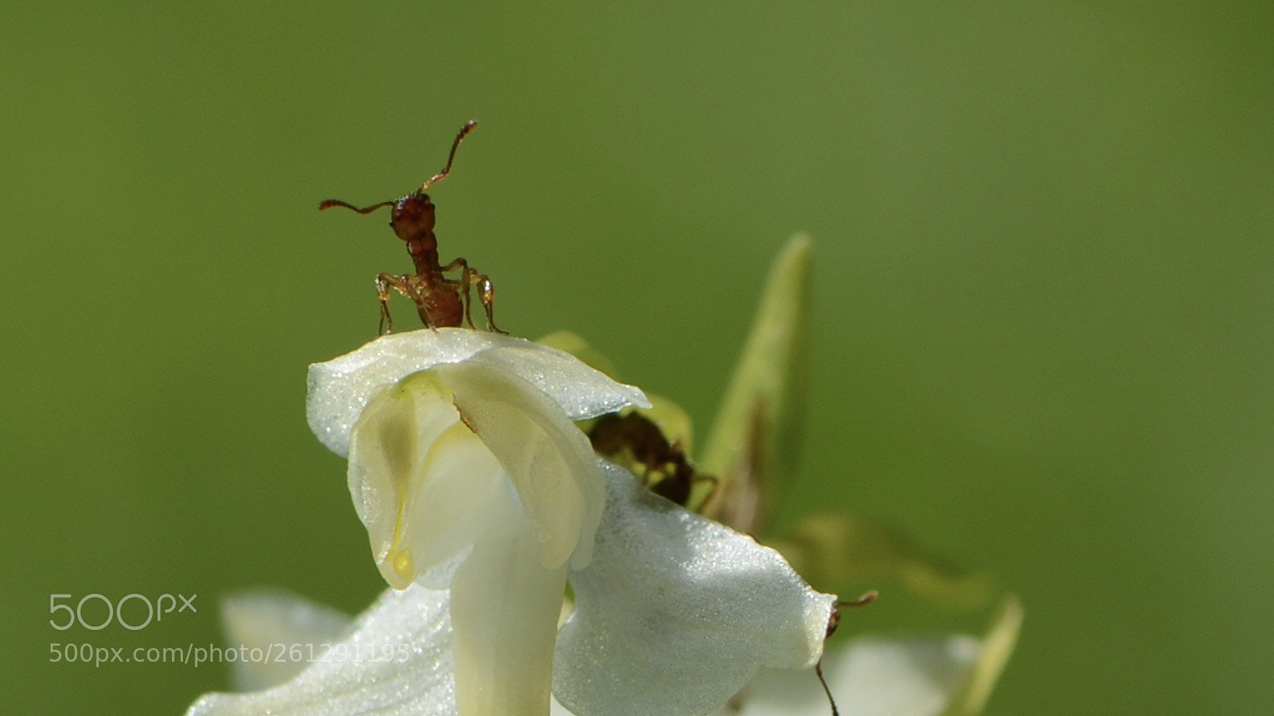 Nikon D800 sample photo. The spotter photography