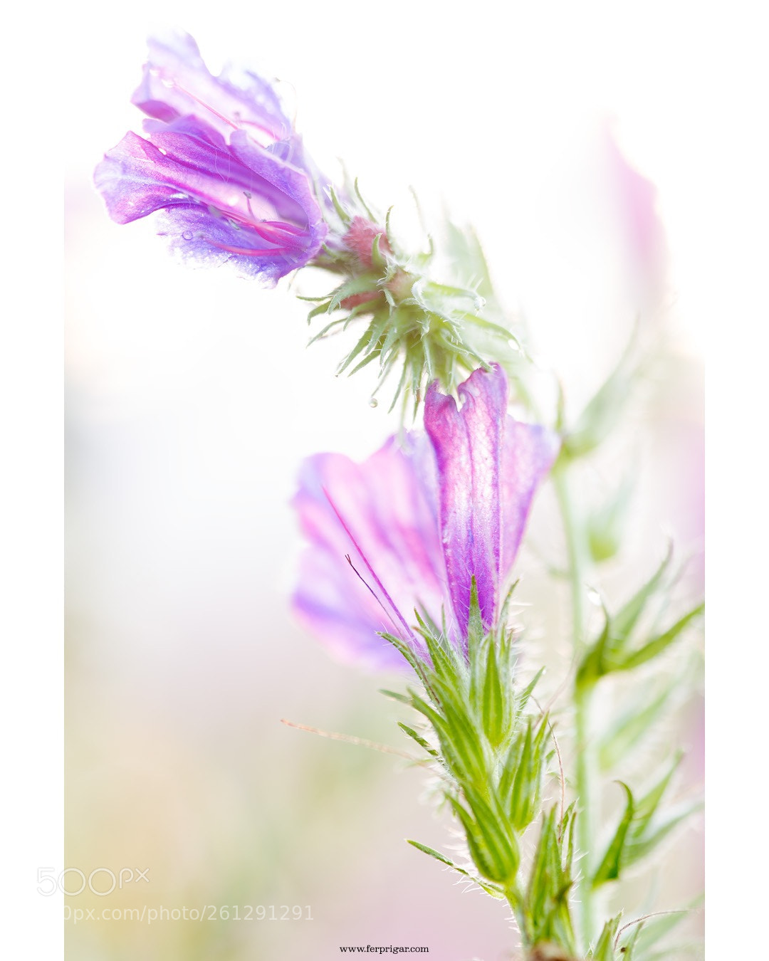 Canon EOS 6D sample photo. Purple photography