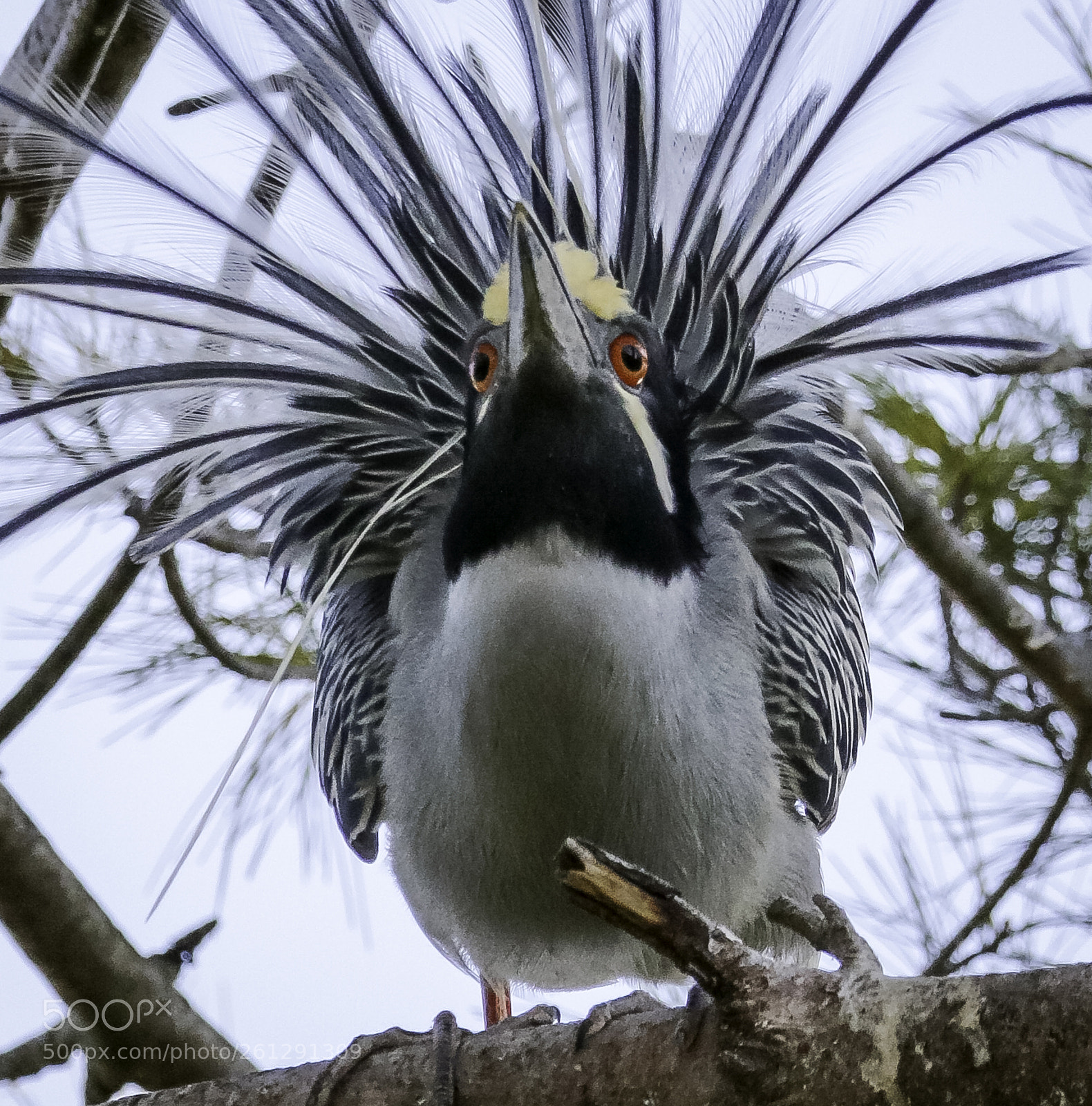 Canon EOS 750D (EOS Rebel T6i / EOS Kiss X8i) sample photo. Displaying yellow crowned photography