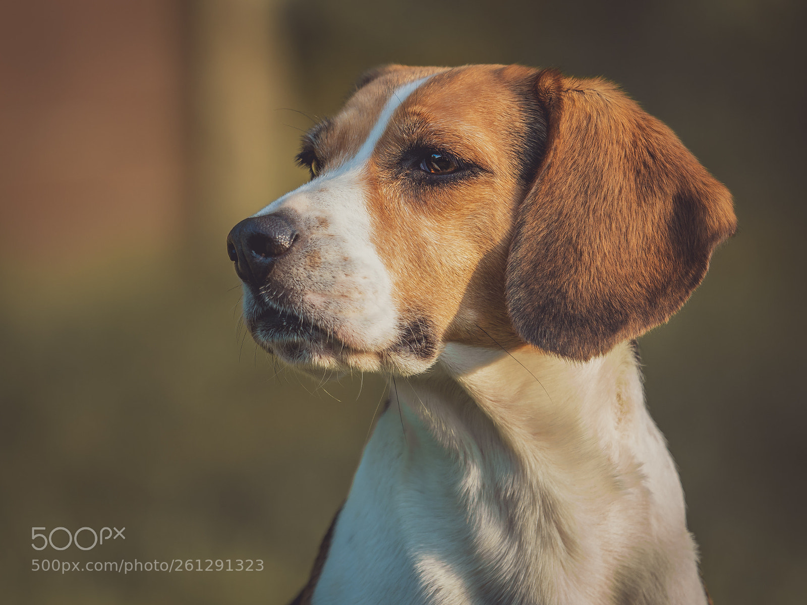 Olympus OM-D E-M1 Mark II sample photo. Beagle photography