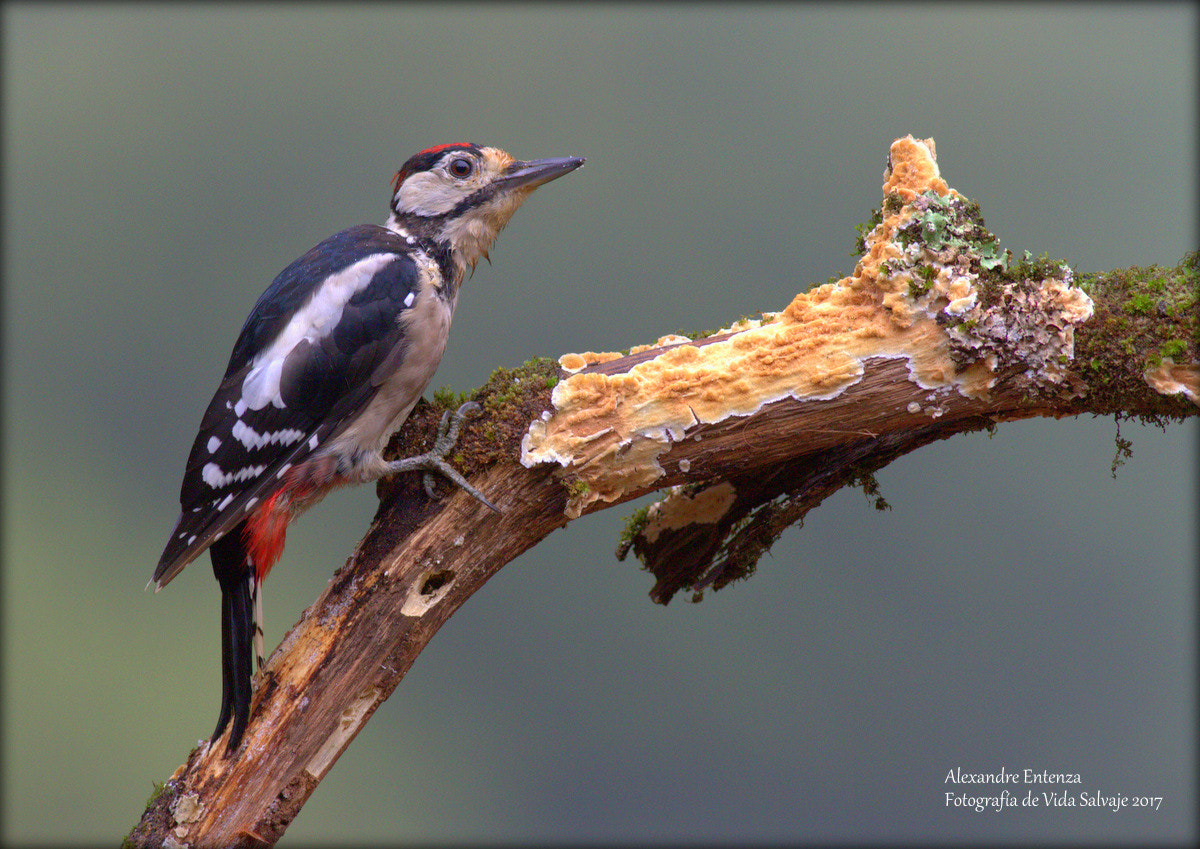 Canon EF 400mm F5.6L USM sample photo