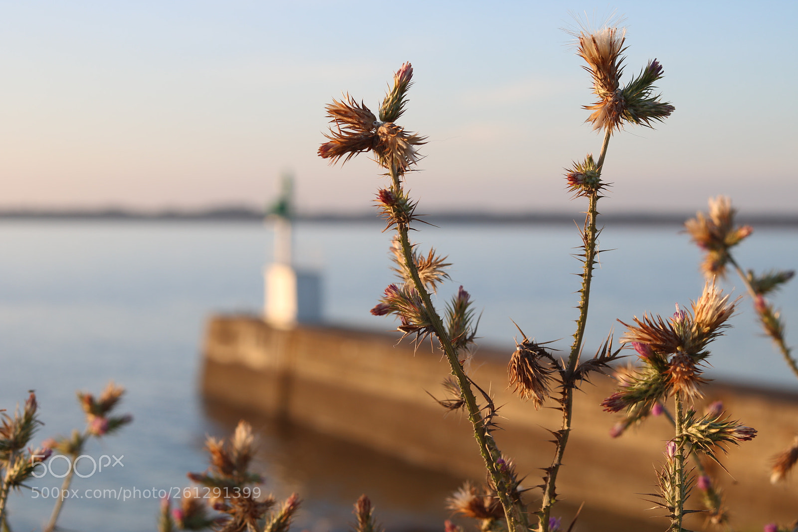 Canon EOS 750D (EOS Rebel T6i / EOS Kiss X8i) sample photo. Kercabellec photography