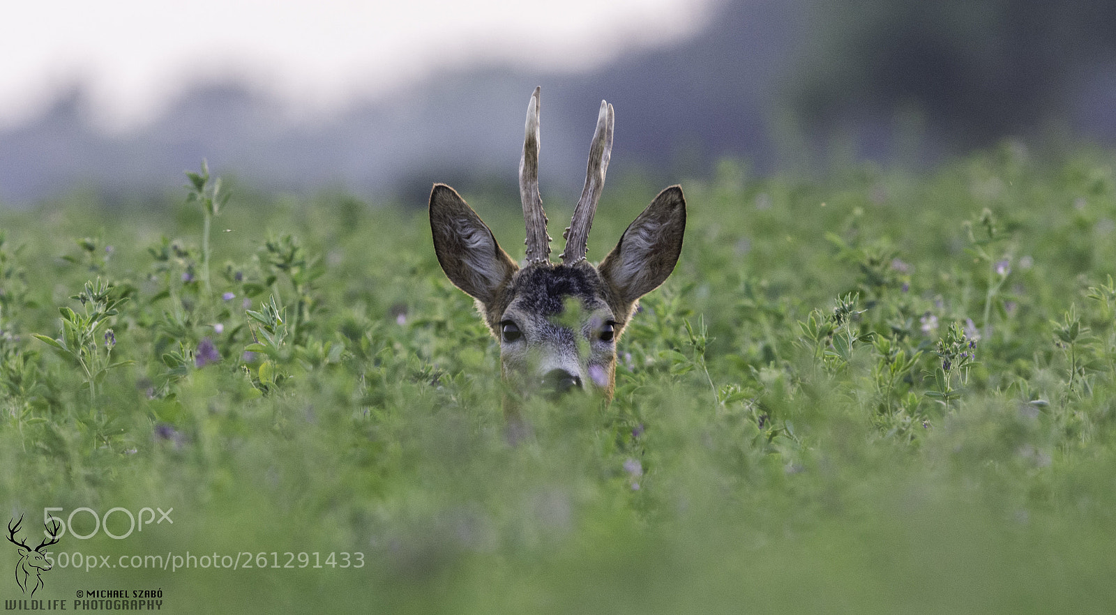 Nikon D7100 sample photo. Face to face photography