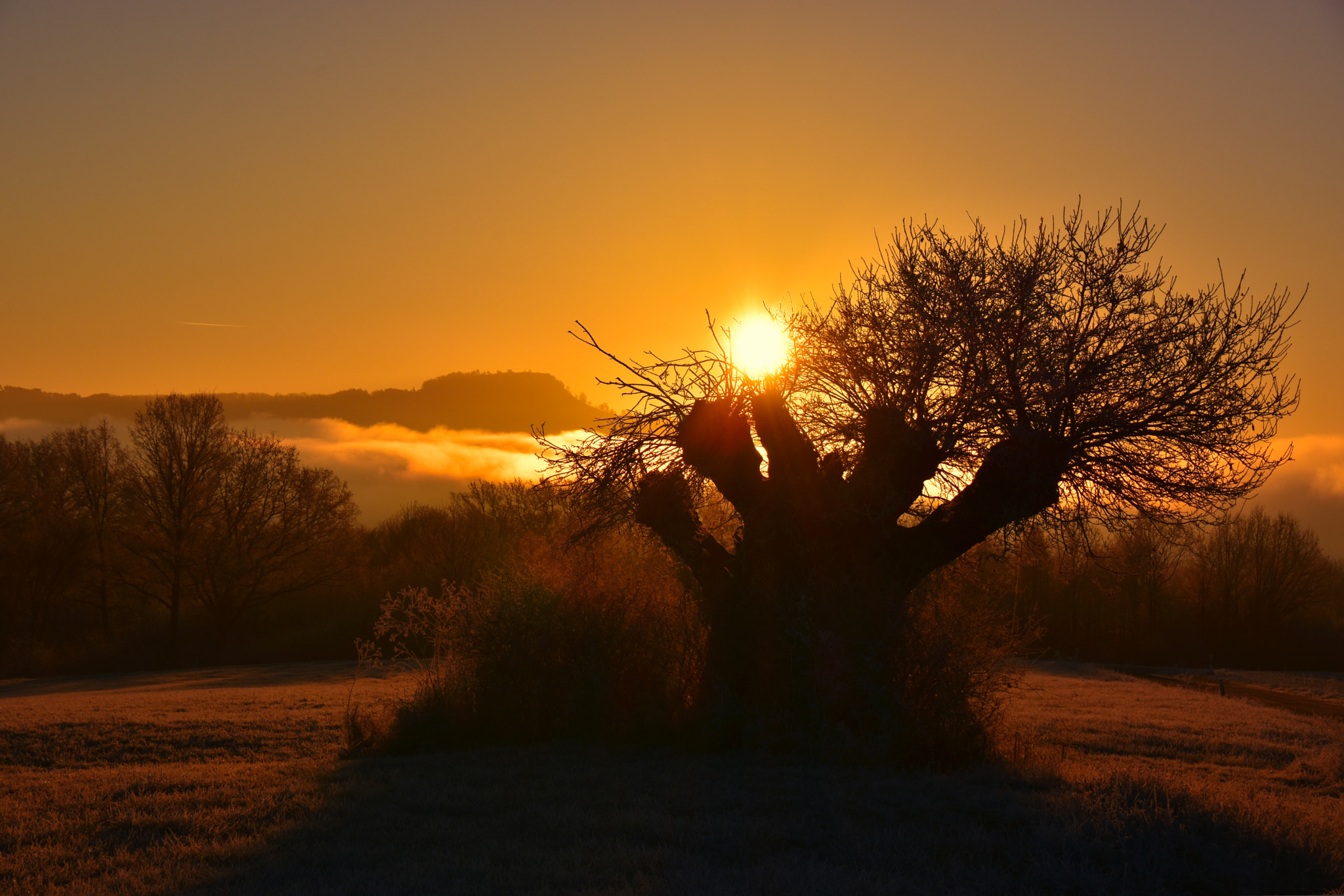 Nikon D7200 sample photo. Hüter des feldes photography