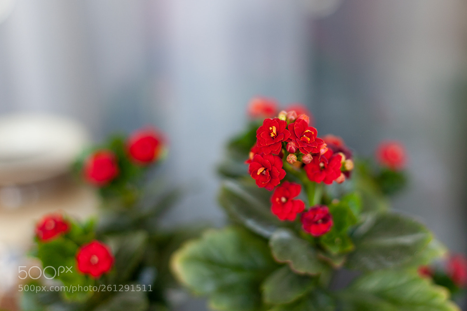 Canon EOS 5D sample photo. Red flowers photography