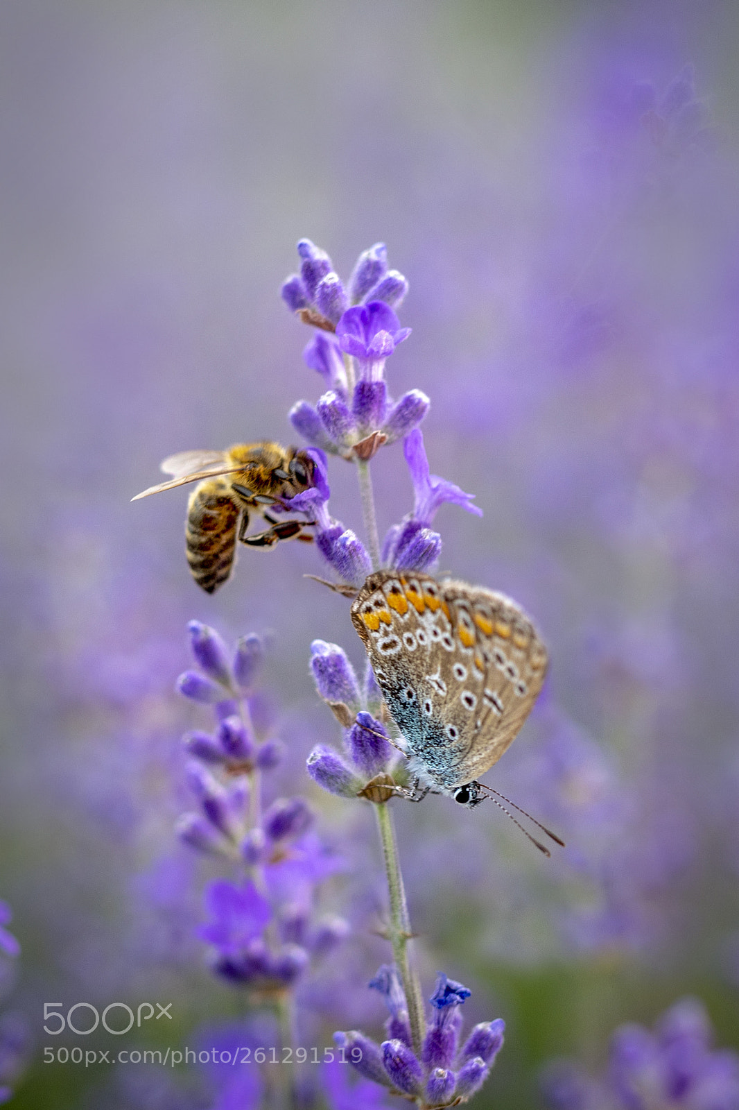 Nikon D500 sample photo. In the lavender field photography
