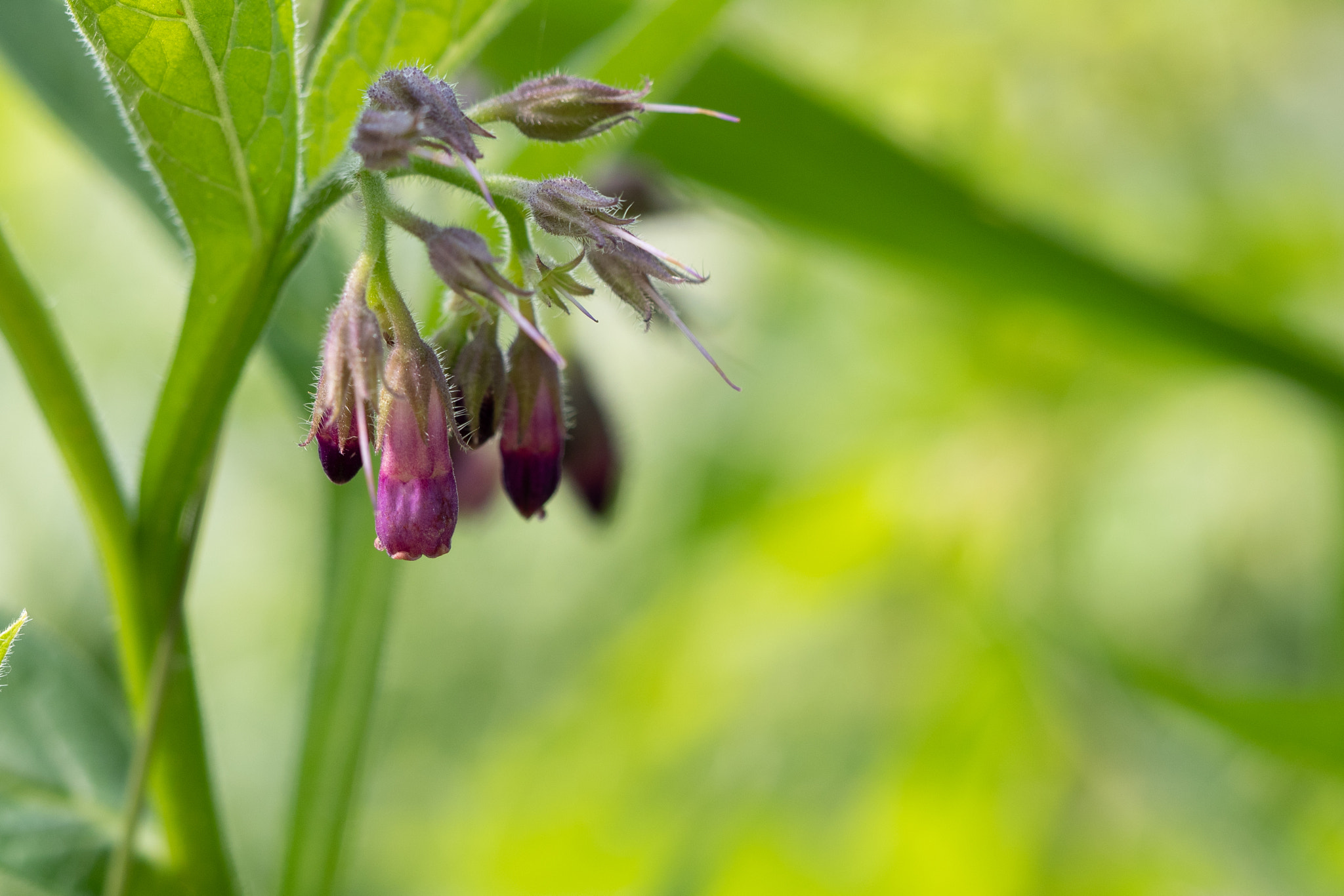 Olympus PEN-F sample photo. Flower...... photography