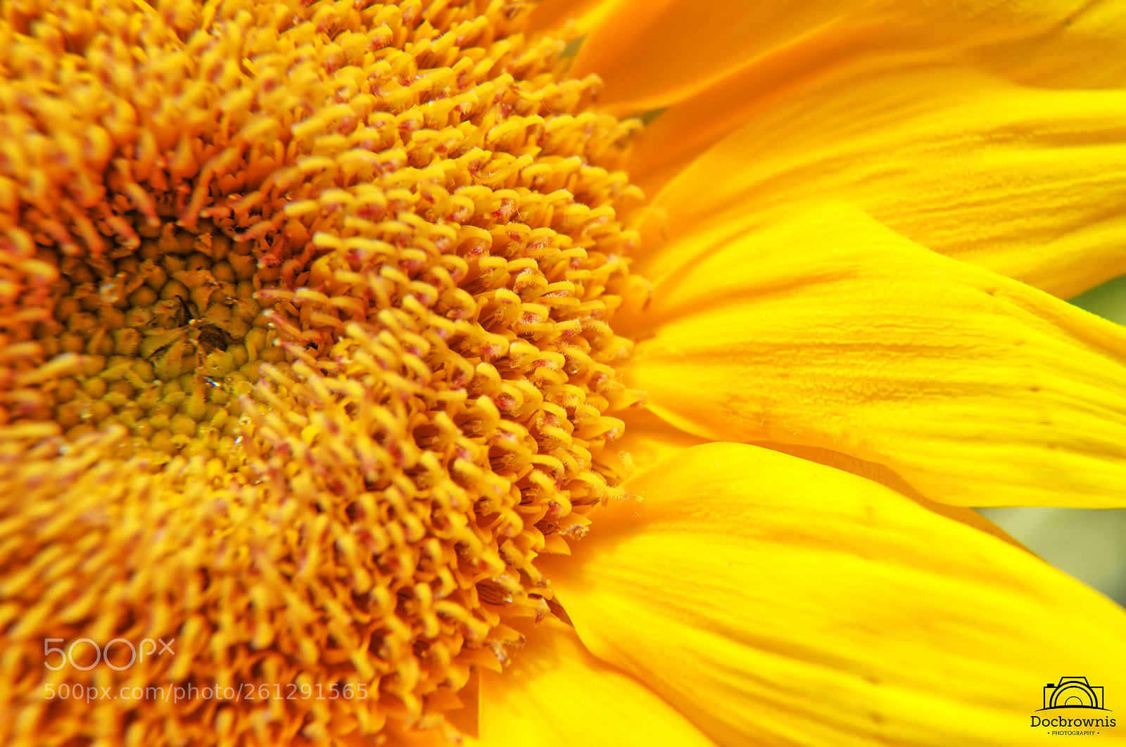 Nikon D5300 sample photo. Sunflower macro photography