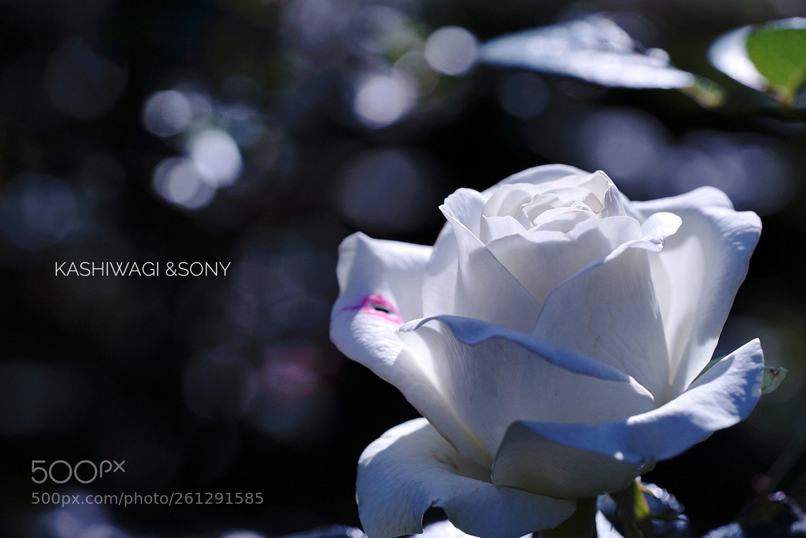 Sony a7 II sample photo. Rose yumi  / germany 1997 photography