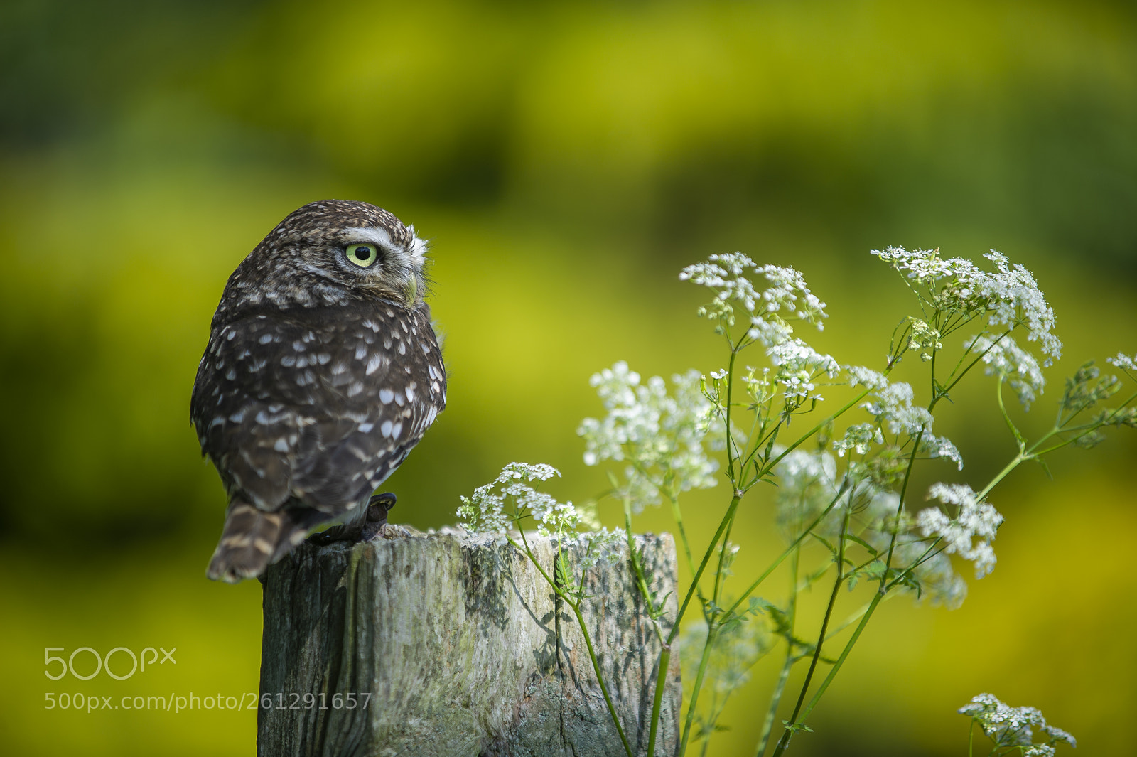 Nikon D3S sample photo. Little owl photography