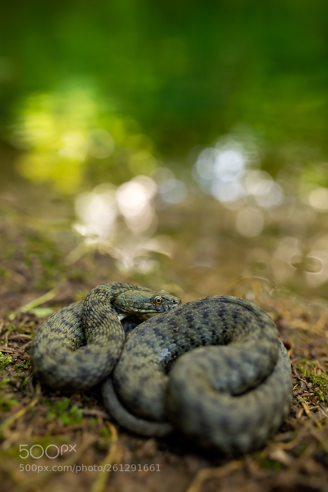 Canon EOS 6D sample photo. U ovka podplamat natrix photography