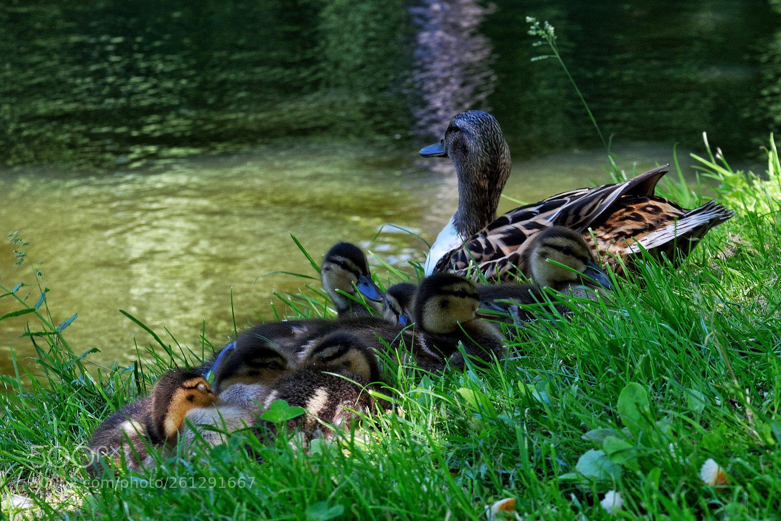 Nikon D3300 sample photo. Mom and children photography